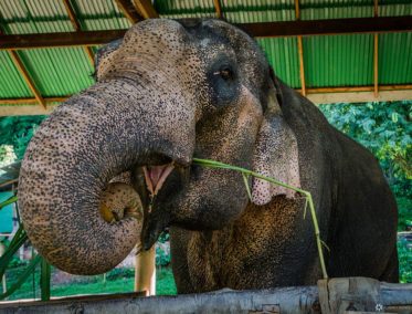 Campamento de elefantes Parata (Chiang Mai)