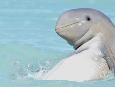 Delfines Irawadi 