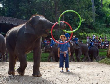 Campamento de elefantes (Chiang Mai)