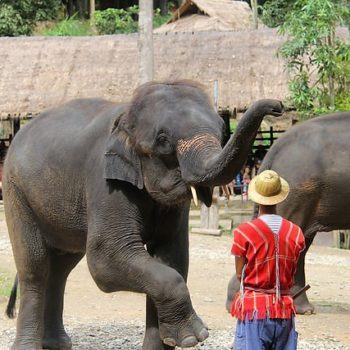 Chiang Mai - Campamento de elefantes