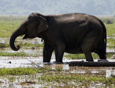 Elefante de Laos