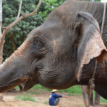 Chiang Mai - Campamento de elefantes
