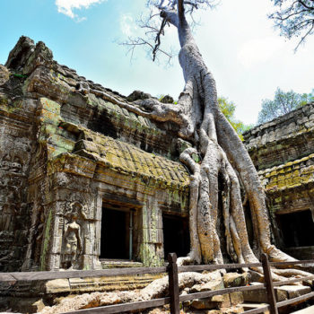 Siem Reap - Recorrido por complejo Angkor - Ta Prohm