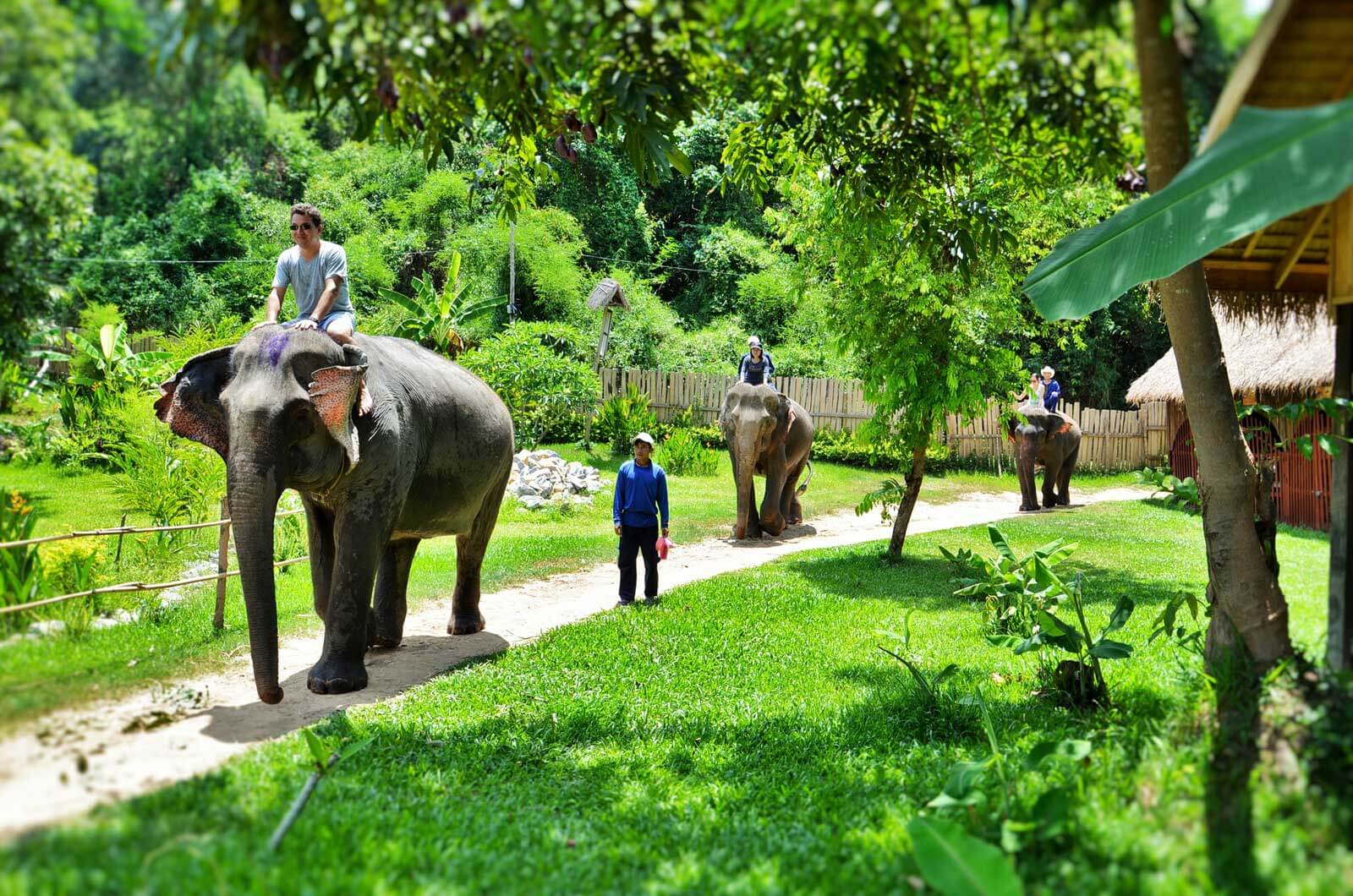 Conservación-de-Elephant-Village-en-Laos