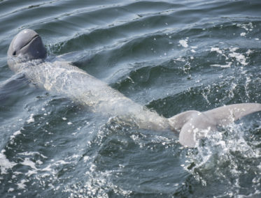 Kratie y Área de delfines