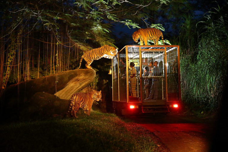 zoológico-Singapur-Night-Safari