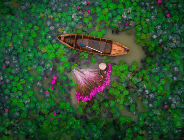 Vida en las Aguas del Delta del Mekong