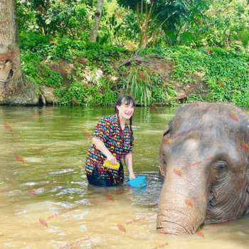 Chiang Mai – Skywalk y Elephant Wellness