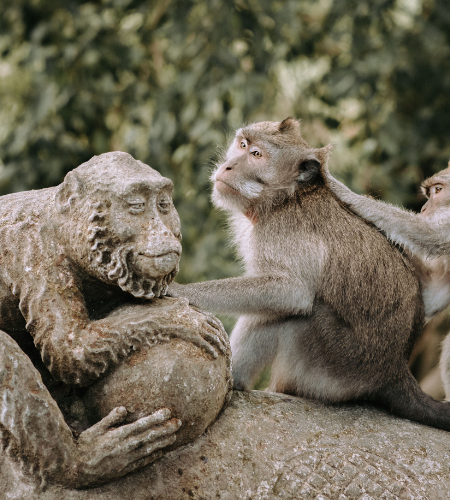 Monkey Forest Ubud