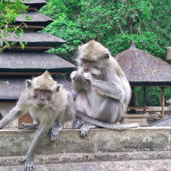 Ubud - Munduk