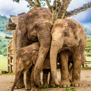 Chiang Mai - Campamento de elefantes únase al día completo en Kanta Elephant Park