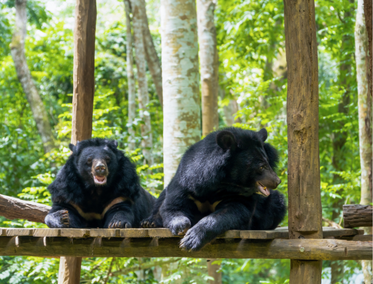 Santuario de rescate de osos