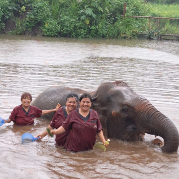 Visita al santuario de elefantes en Chiang Mai