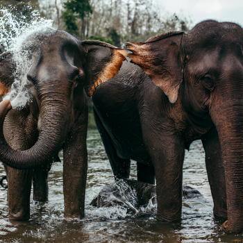 Luang Prabang - Paseo en elefante