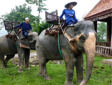 Experiencia de montar elefante