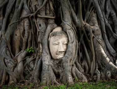 El Abrazo de la Naturaleza en Ayutthaya