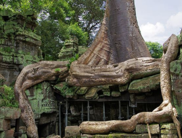 Explora las Místicas Ruinas de Ta Phrom