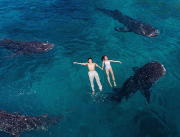 Encuentro con Gigantes Gentiles del Océano