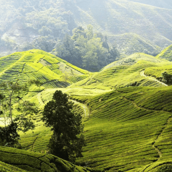 Taman Negara - Cameron Highlands