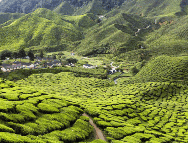 Senderos Verdes entre Nubes y Té