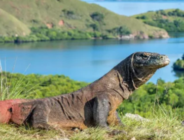 Komodo Indonesia