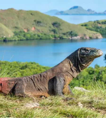 Komodo Indonesia