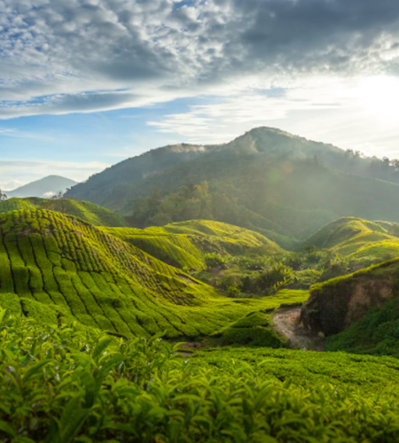 Cameron Highlands Malasia