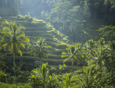 Sinfonía Verde de Terrazas Ancestrales